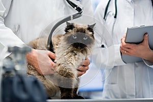 Cat being examined in veterinarian clinic