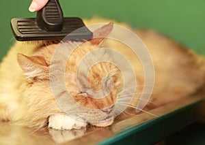 A cat is being groomed with a brush.