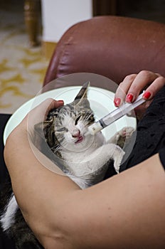 cat being nursed by a woman