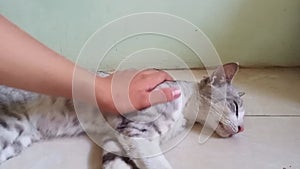 Cat is being stroked by a human hands
