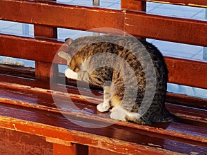 Cat on a bench cleans itself