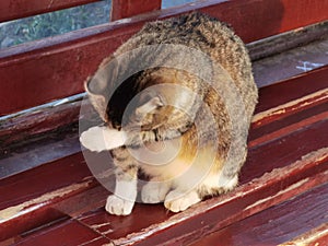 Cat on a bench cleans itself