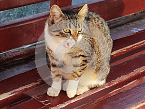 Cat on a bench cleans itself