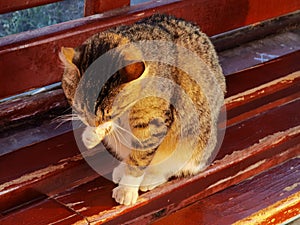 Cat on a bench cleans itself