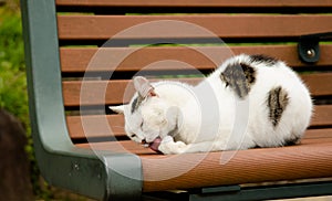 A cat on a bench licking its paw