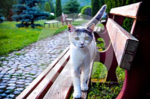 The cat on the bench photographed and socialized with people