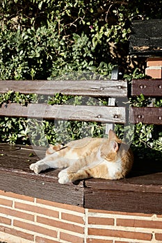 Cat bench sun