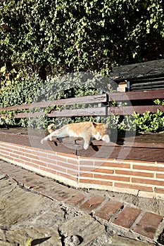 Cat bench sun