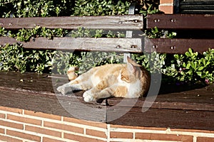 Cat bench sun