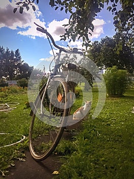 Cat and bicycle in the garden