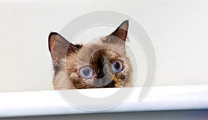 Cat with big blue eyes and emotional face in the bath