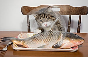 Cat and a big fish