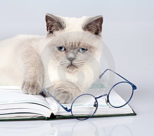 Cat with big glasses lying on the book