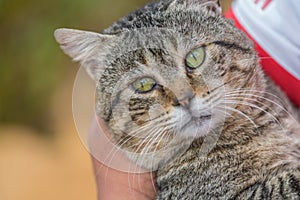 Cat with Big Green Eyes