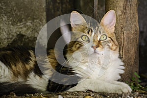 Cat with big green eyes.