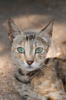 Cat with big green eyes