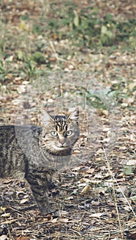 Cat with big green eyes looking at camera