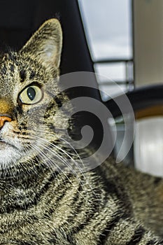 Cat with big green eyes sits on black office chair