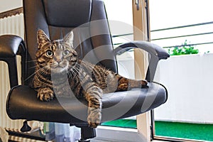 Cat with big green eyes sits on black office chair