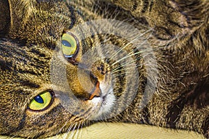 Cat with big green eyes sleeping on white couch sofa