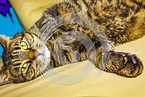 Cat with big green eyes sleeping on white couch sofa