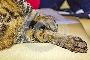 Cat with big green eyes sleeping on white couch sofa