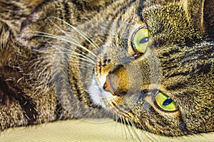 Cat with big green eyes sleeping on white couch sofa