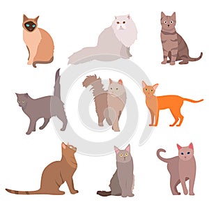 Cat big set. Beautiful cartoon cats isolated on white. Vector