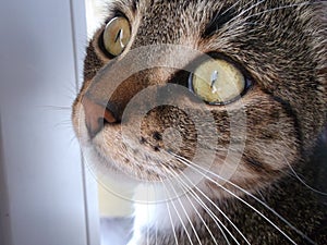 Cat with big yellow eyes. Cat`s eye. Cat`s whiskers