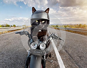 Cat in bike helmet and leather clother driving motorbike on highway, pet joke ride, transport concept