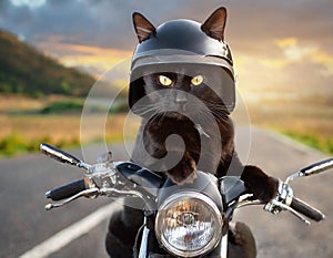 Cat in bike helmet and leather clother driving motorbike on highway, pet joke ride, transport concept