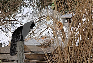 A cat on bird's hunt