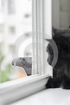 Cat and birds