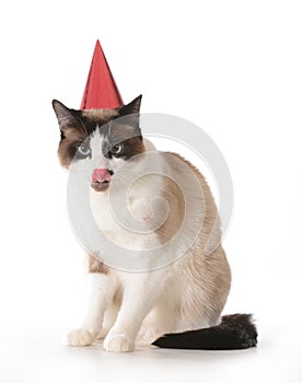 Cat birthday