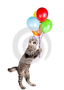 Cat in birthday hat holding balloons. isolated on white background