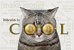 Cat in bitcoin glasses 3