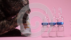 Cat bites and chews money on a pink background with pharmaceutical ampoules
