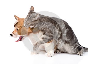 Cat bites dog Isolated on white background