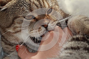 The cat bites the mistress`s hand. Cute furry pet