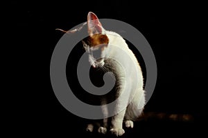 Cat at black background