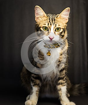 Cat on black background in studio