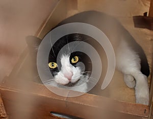 Cat with black beard