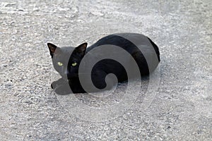 Cat, Black Cat sickly ugly on floor