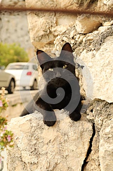 CAT. Black cat with yellow eyes.