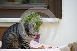 Cat with black and gray patterns eats food on the desktop. His tongue is out. Background with pemcere and flowerpot