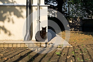 Kočka na zahradě u domu. Slovensko
