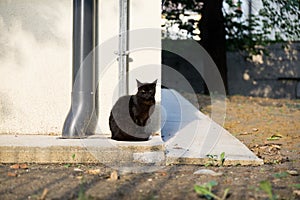 Cat in the garden near the house. Slovakia