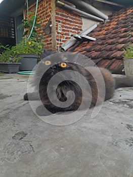 Cat black orange yellow eyes homy