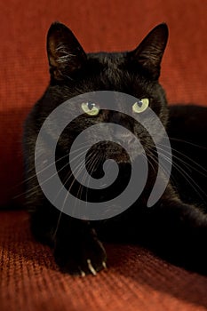 The cat with black short fur on the red sofa