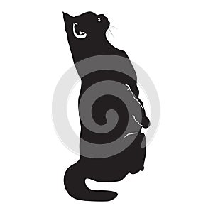 Cat black silhouette on white vector illustration